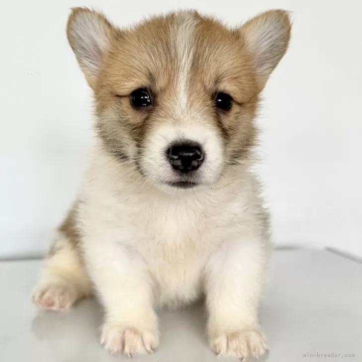 ID：2409-07964の子犬