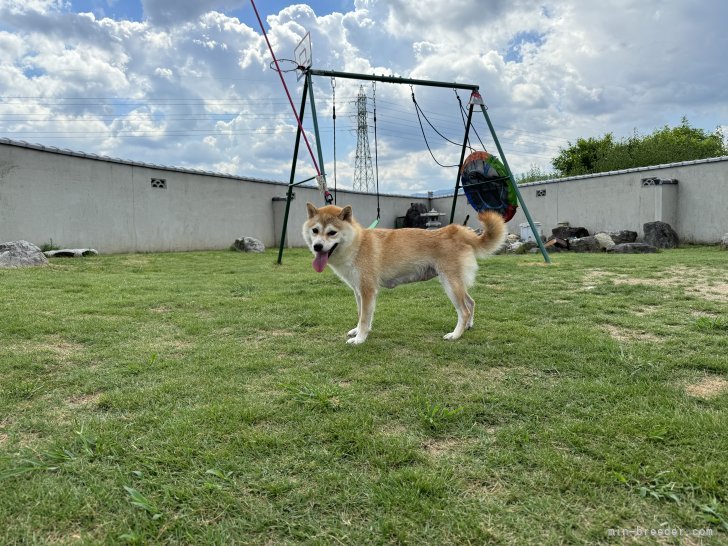 豆柴【・女の子・2022年10月18日・赤】