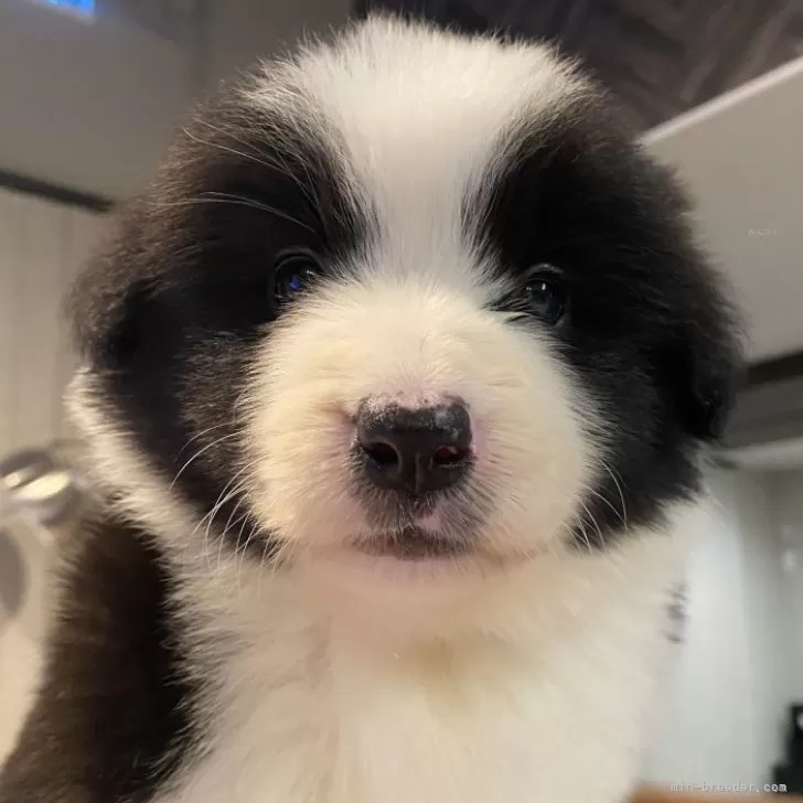 ID：2408-02403の子犬