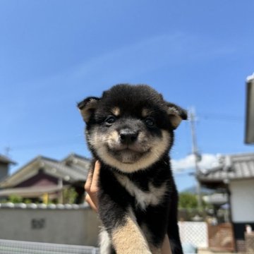 柴犬(豆柴)【奈良県・男の子・2024年6月19日・黑】の写真「かなり小柄で、色もしっかり出てます」