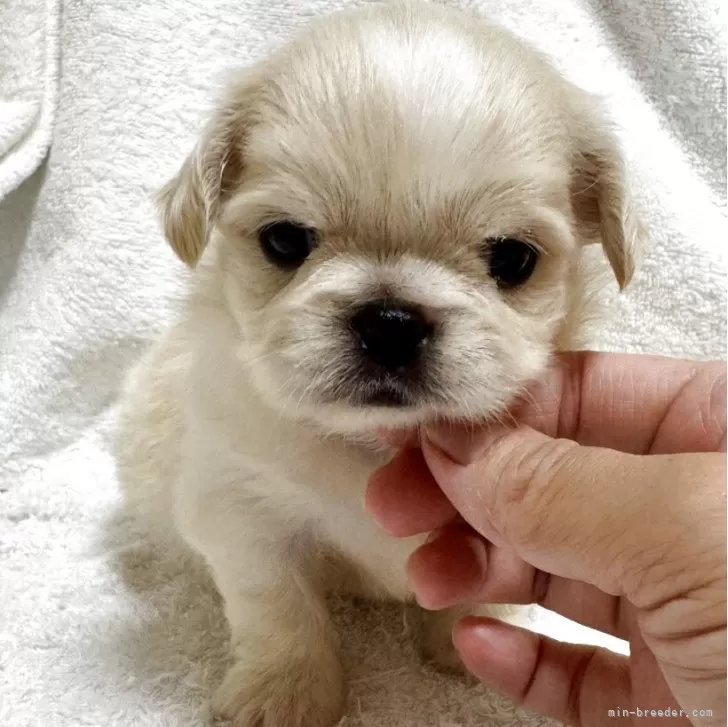 ID：2507-09208の子犬