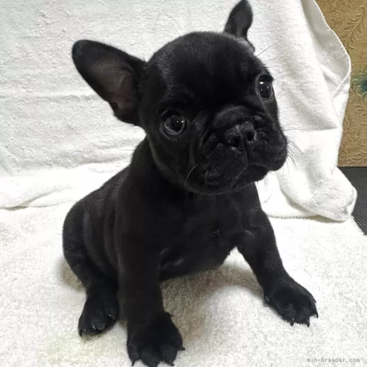 ID：2506-08392の子犬
