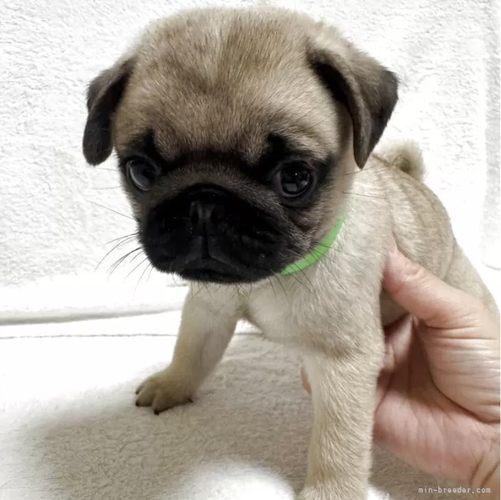 ID：2507-07421の子犬
