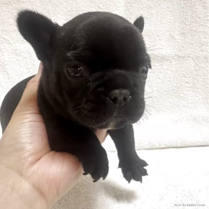 ID:2506-06526の子犬