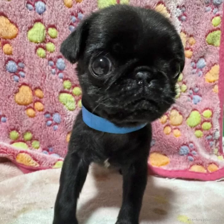 ID：2501-05534の子犬