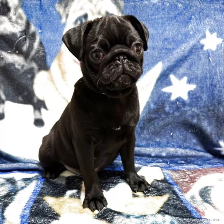 ID:2504-04007の子犬