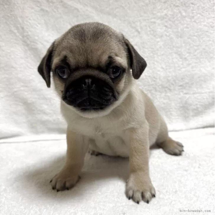 S.H 様のお迎えした子犬