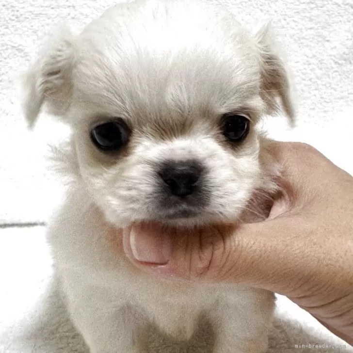 ID：2508-02839の子犬