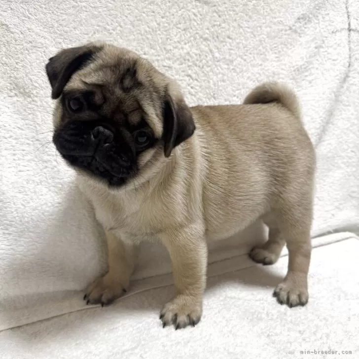 ID:2504-01649の子犬