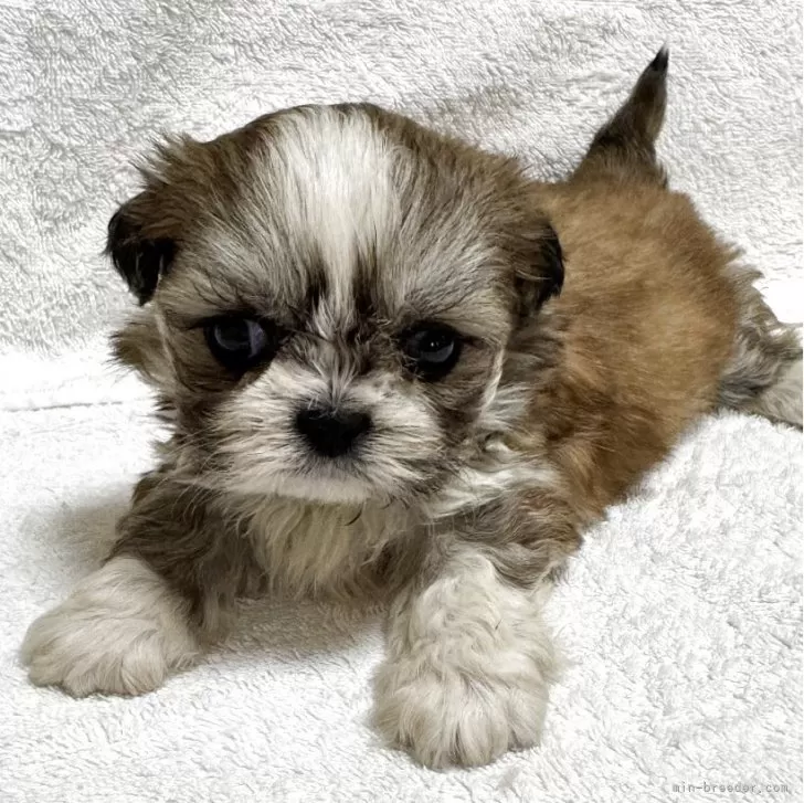ID:2504-02204の子犬