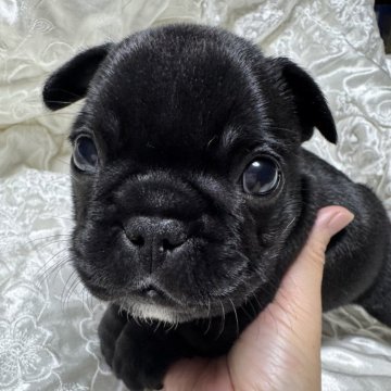 フレンチブルドッグ【岡山県・男の子・2024年11月13日・ブリンドル】の写真「スクスタ成長中♡」