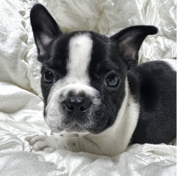 フレンチブルドッグ【岡山県・男の子・2025年1月30日・パイド】の写真「スクスク成長中♡」