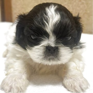 ペキニーズ【岡山県・男の子・2025年10月30日・ブラックホワイト】の写真「すくすく成長中♡」