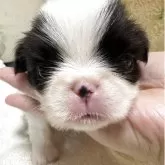 狆(チン)