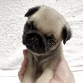 パグ