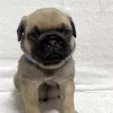 パグ