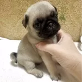 パグ
