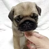 パグ