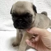 パグ