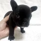 フレンチブルドッグ