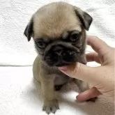 パグ