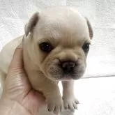 フレンチブルドッグ