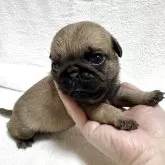 パグ