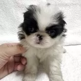 狆(チン)