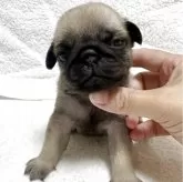 パグ