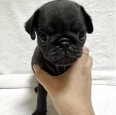 パグ