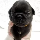 パグ
