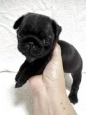 パグ【岡山県・女の子・2025年9月24日・ブラック】の写真2
