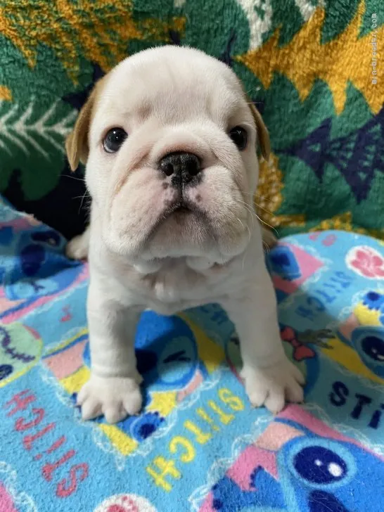 ID：2006-00045の子犬