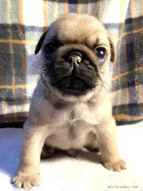 ID：2004-01060の子犬