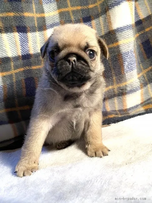 ID:2003-03104の子犬