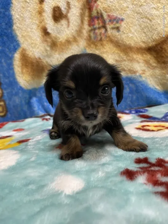ID:2010-00507の子犬