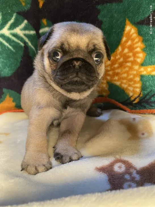 ID:2005-00609の子犬