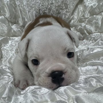 ブルドッグ【岡山県・女の子・2024年8月21日・レッド&ホワイト】の写真「スクスク成長中♡」