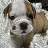 ブルドッグ【岡山県・男の子・2024年8月21日・レッド&ホワイト】の写真2