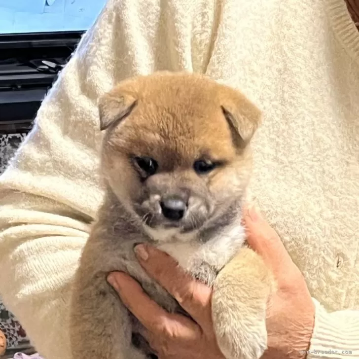 ID:2312-06347の子犬