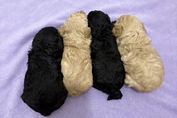 市村悟ブリーダーのブログ：久々にブラック、アプリコットの兄妹産まれました。