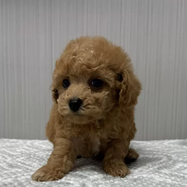 ID:2502-07119の子犬