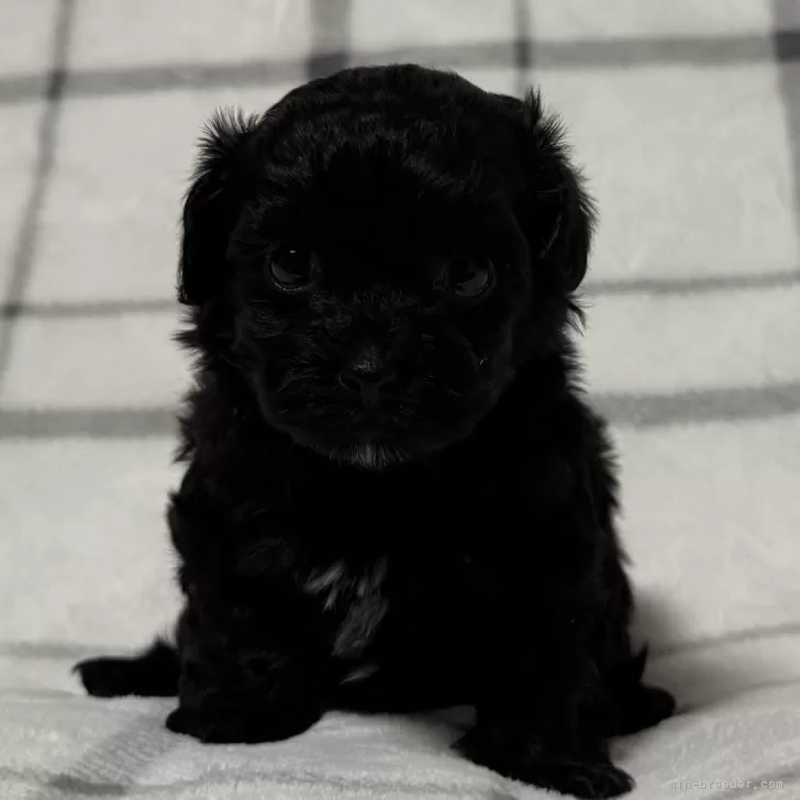 ID:2411-03136の子犬