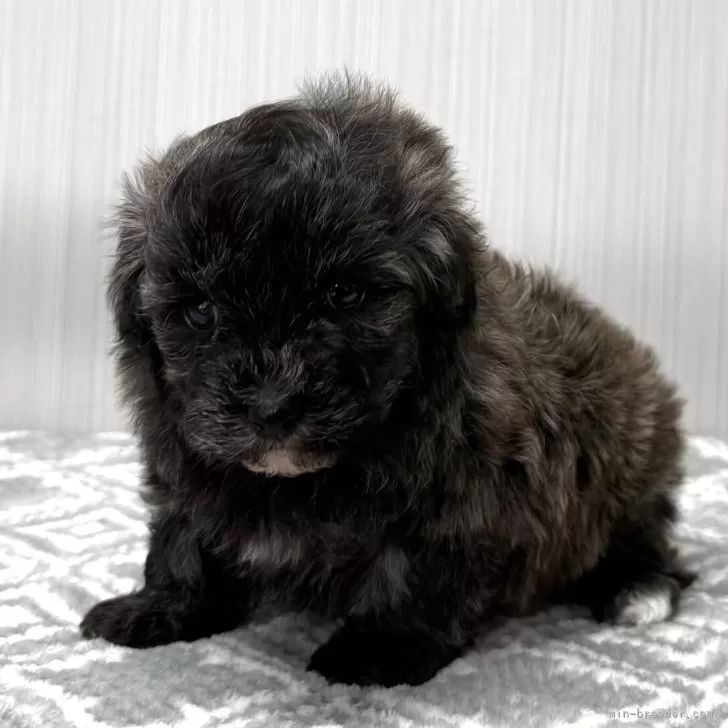 マルプー(トイプードル×マルチーズ)【東京都・男の子・2025年10月20日・ブリンドル🐩】の写真1「希少ブリンドル君」