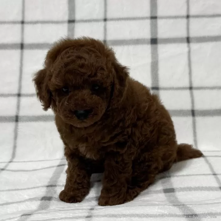 ID：2509-01019の子犬