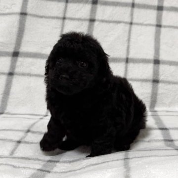 トイプードル(タイニー)【東京都・女の子・2025年9月15日・ブラック🐩】の写真「まんまるおめめがチャームポイント🐤」
