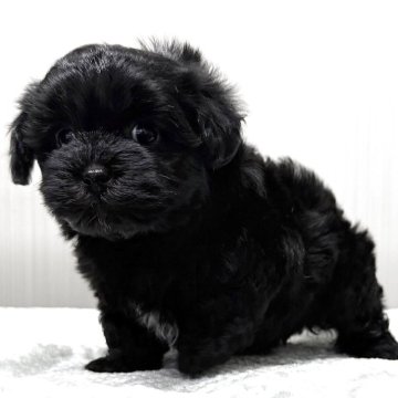 マルプー(トイプードル×マルチーズ)【東京都・女の子・2025年10月14日・ブラック🐩】の写真「ブラックの鼻短、ドワーフタイプ🐻」