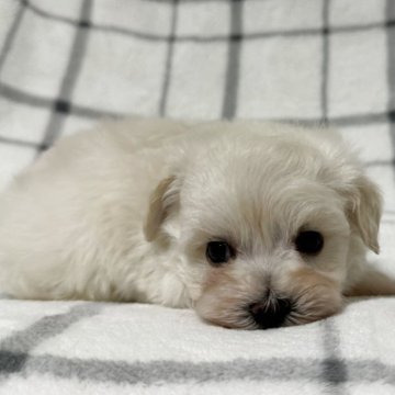 マルプー(マルチーズ×トイプードル)【東京都・男の子・2025年8月11日・クリーム🐩】の写真「鼻短、ドワーフタイプ🐻」
