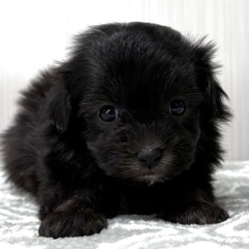 マルプー(トイプードル×マルチーズ)【東京都・女の子・2025年10月20日・グレー、シルバー🐩】の写真「希少グレー、シルバーの鼻短、ドワーフタイプ🐻」