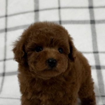 タイニープードル【東京都・男の子・2025年4月13日・レッド🐩】の写真「イチオシボーイ💕」